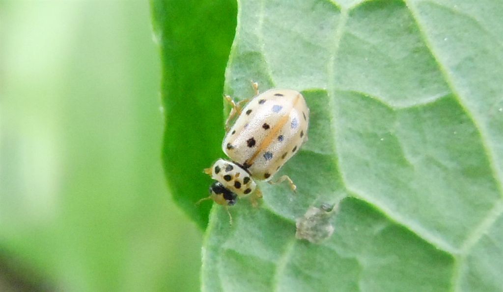 Anisosticta novemdecimpunctata?